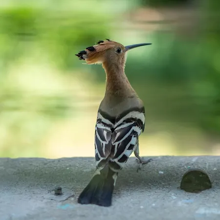 Couette-café D'hôtes - La Moneze Basse